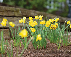 Yellow spring flowers on campus. Links to Gifts That Pay You Income